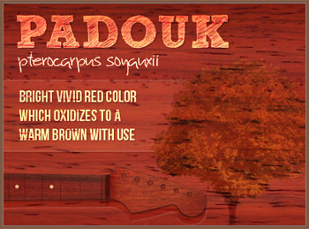 Padouk - Pterocarpus soyauxii